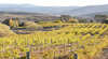 Brindabella Hills Winery