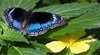 Batchelor Butterfly Farm and Tropical Retreat