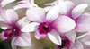 Majestic Orchids