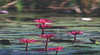 Mary River Wetlands Cruise