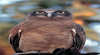 Kakadu Bird Week