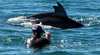 Baird Bay Ocean Eco Experience