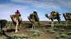 Explore The Outback Camel Safaris