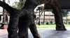 Old Gum Tree