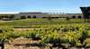 Taylors Wines