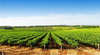 Aldinga Bay Winery