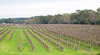 Dennis Wines