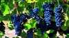 Glaetzer Wines