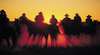 Great Australian Outback Cattle Drive