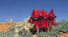Andamooka Motel