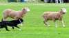 Beef, Beer and Border Collie Sheep Dog Trials 2009