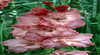 Coolangatta Cut Flowers