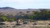 Coward Springs Camel Tours And Safaris