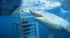 Rodney Fox Shark Expeditions