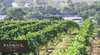 Banrock Station Wine And Wetland Centre