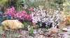 Stokes Bay Bush Garden