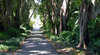 Adelaide Botanic Garden