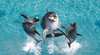 Sea World