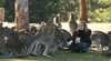 Lone Pine Koala Sanctuary