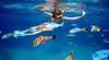 Wavelength Eco Snorkel Reef Tour