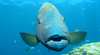 Calypso Reef Charters