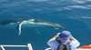 Whalesong Cruises Hervey Bay