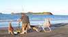 Cape Hillsborough Nature Resort