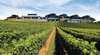Sirromet Wines Pty Ltd