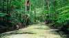 The Fraser Island Company
