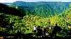 Eungella National Park