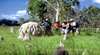 Mareeba Wetland Tours