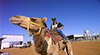 Boulia Camel Races