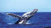 Hervey Bay Whale Festival Blessing of the Fleet