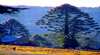 Bunya Mountains National Park