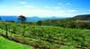 Preston Peak Wines