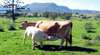 Cedar Glen Farmstay