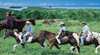 Blazing Saddles Cairns Adventures