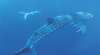 Ningaloo Marine Park