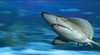 AQWA - The Aquarium of Western Australia