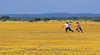 Wildflowers of the Mid West