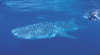 Ningaloo Reef