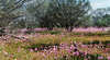 Kalbarri Coach Tours