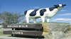 Brunswick Cow