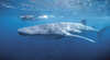 Swim with the Whale Sharks