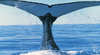 Humpback Whales