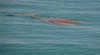 Dugongs