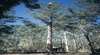 Diamond Tree Lookout Manjimup