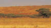 Golden Valley