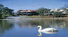 White Swans