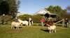 Sunnyhurst Chalets